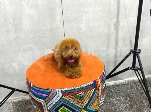 A Kalite Orjinal Red Toy Poodle Yavrularimiz görsel