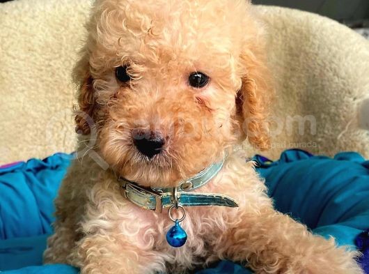 Üst Düzey Kalitedeki Show Class Toy Poodle Bebegimiz görsel