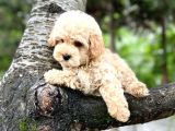 Üst Düzey Kalitedeki Show Class Toy Poodle Bebegimiz
