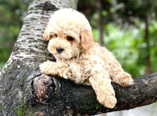 Üst Düzey Kalitedeki Show Class Toy Poodle Bebegimiz görsel