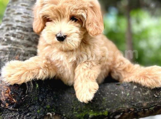 Muhteşem Güzelli̇kteki̇ Orjinal Toy Poodle Yavrulari̇mi̇z görsel