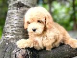 Muhteşem Güzelli̇kteki̇ Orjinal Toy Poodle Yavrulari̇mi̇z