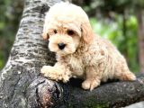 Üst Düzey Kalitedeki Show Class Toy Poodle Bebegimiz