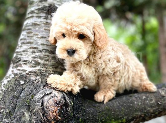 Üst Düzey Kalitedeki Show Class Toy Poodle Bebegimiz görsel