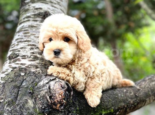 Üst Düzey Kalitedeki Show Class Toy Poodle Bebegimiz