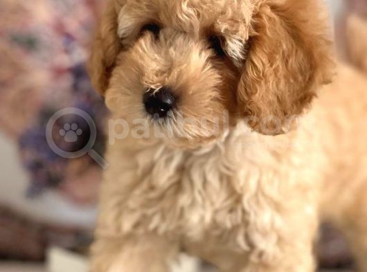 Muhteşem Güzelli̇kteki̇ Orjinal Toy Poodle Yavrulari̇mi̇z görsel