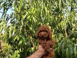 Üst Düzey Kalitedeki Show Class Toy Poodle Bebegimiz