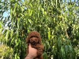 Üst Düzey Kalitedeki Show Class Toy Poodle Bebegimiz