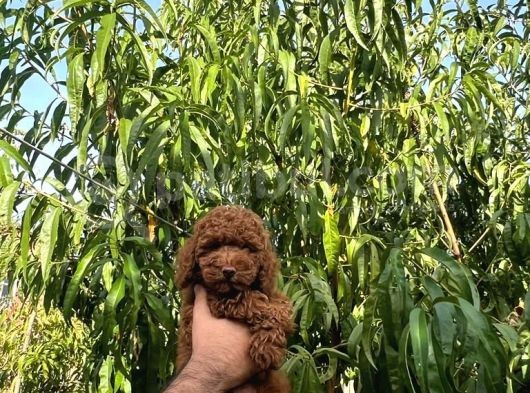 Üst Düzey Kalitedeki Show Class Toy Poodle Bebegimiz görsel
