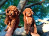 Gulen Surat Dunya Tatlisi Toy Poodle Bebeklerimiz