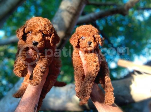 Gulen Surat Dunya Tatlisi Toy Poodle Bebeklerimiz görsel