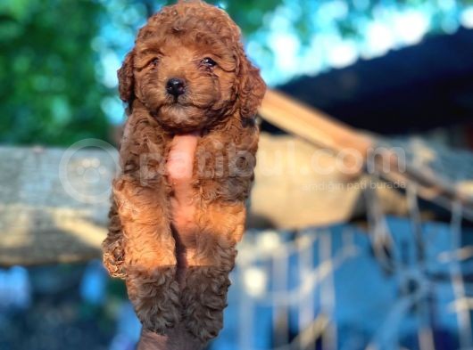 Toy Poodle Bebeklerimiz Saglik Ve Irk Garantili görsel