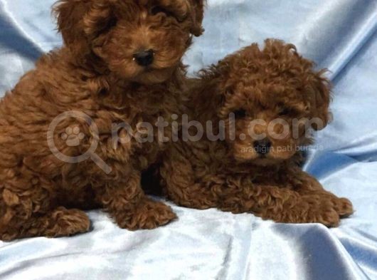 Red Toy Poodle Bebeklerimiz Artik Aramizda görsel