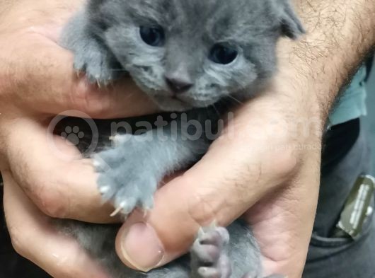 Scottish Fold Gri-Bicolor Bal Küpleri görsel