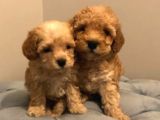Uygun Koşullarda Apricot Toy Poodle Yavrular