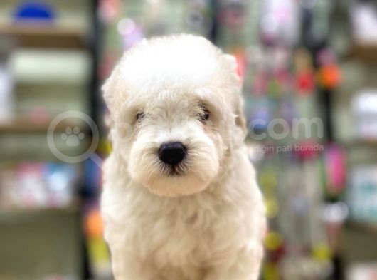 Pamuk Gibi Maltese Terrier Bebeklerimiz görsel