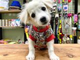 Sıfır Numara Terrier Bebeğimiz
