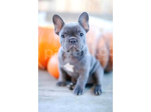 Blue French Bulldog Egzoti̇k Bebeği̇mi̇z