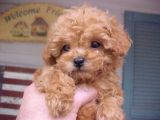 Oyuncu Apricot Toy Poodle Yavrular