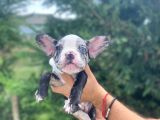 Nadi̇r Renk Merle French Bulldog