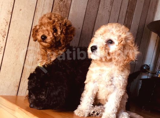 Orjinal Toy Poodle görsel