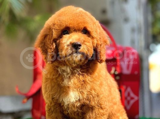 Xxs Red Brown Poodle görsel