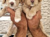 Irk Garantili Maltipoo Yavrular