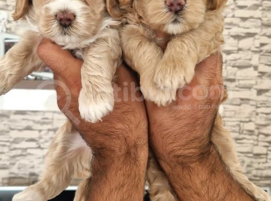 Irk Garantili Maltipoo Yavrular görsel