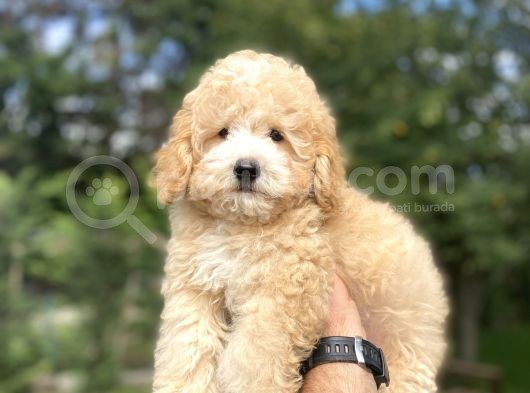 Party Colour Poodle Bebeği̇mi̇z Uygun görsel