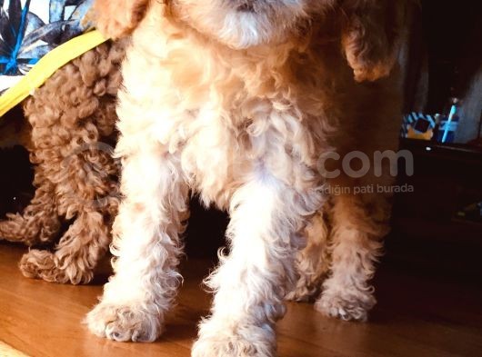Orjinal Toy Poodle görsel