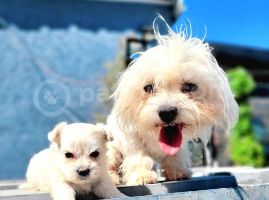 Maltese Yavru (Bursa Köpek Okulu) görsel