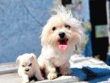 Maltese Yavru (Bursa Köpek Okulu)