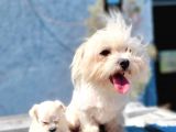 Maltese Yavru (Bursa Köpek Okulu)