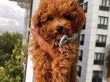 Redbrown Toypoodle Bebeklerimiz
