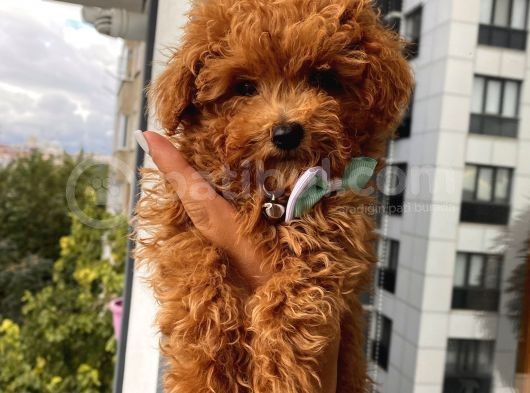 Redbrown Toypoodle Bebeklerimiz görsel