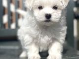 Kore Kan Maltese Yavrular