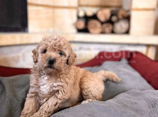 Apricot Toy Poodle Bebekler görsel