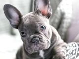 Blue French Bulldog Egzoti̇k Bebeği̇mi̇z
