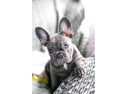 Blue French Bulldog Egzoti̇k Bebeği̇mi̇z görsel