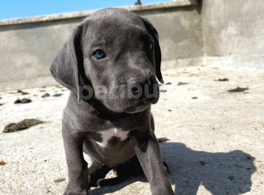 Blue Cane Corsa Yavrular görsel