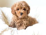 Uygun Koşullarda Apricot Toy Poodle Yavrular