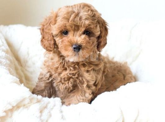 Uygun Koşullarda Apricot Toy Poodle Yavrular