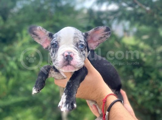 Nadi̇r Renk Merle French Bulldog