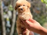 Show Kalite Poodle Bebekler