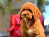 Xxs Red Brown Poodle