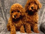 A Kali̇te Poodle Bebekler Orji̇nal