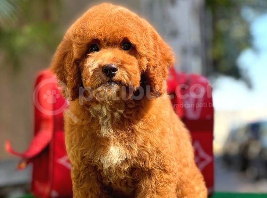 Xxs Red Brown Poodle
