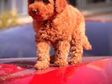 Red Toy Poodle Bebekler