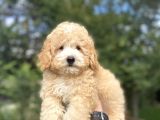 Party Colour Poodle Bebeği̇mi̇z Uygun