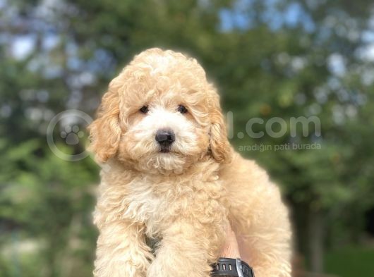 Party Colour Poodle Bebeği̇mi̇z Uygun görsel